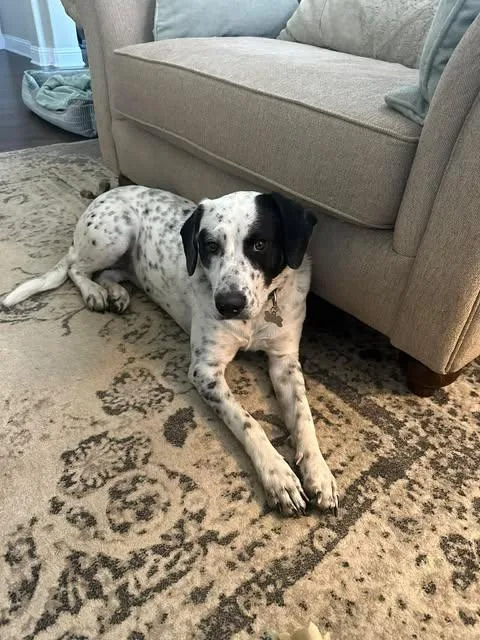 Dottie thumbnail 3