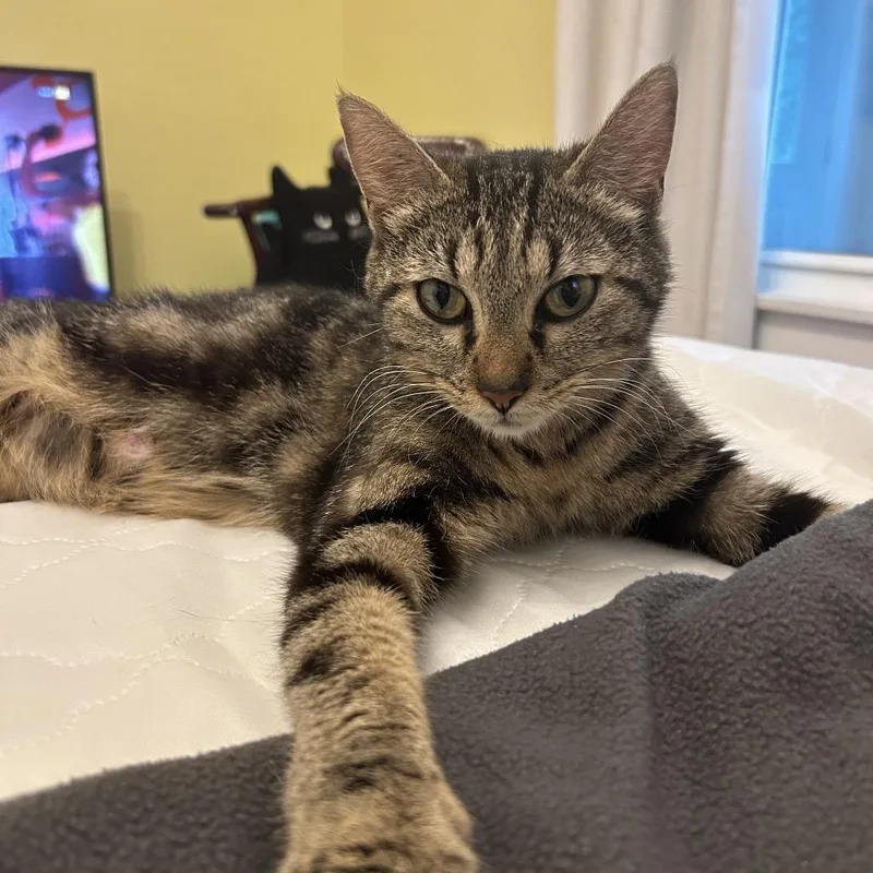 An adult medium-sized female Brown / Chocolate Domestic Short Hair cat named Cersei for adoption in Columbia, MO
