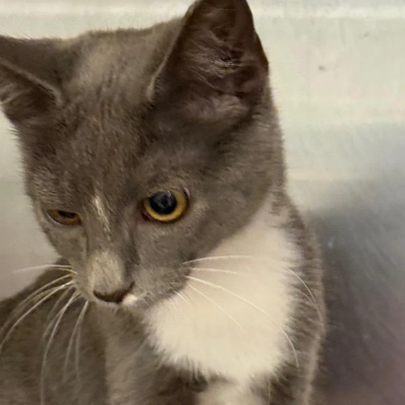 A baby small-sized female Gray / Blue / Silver Domestic Short Hair cat named Iris for adoption in Hagerstown, MD