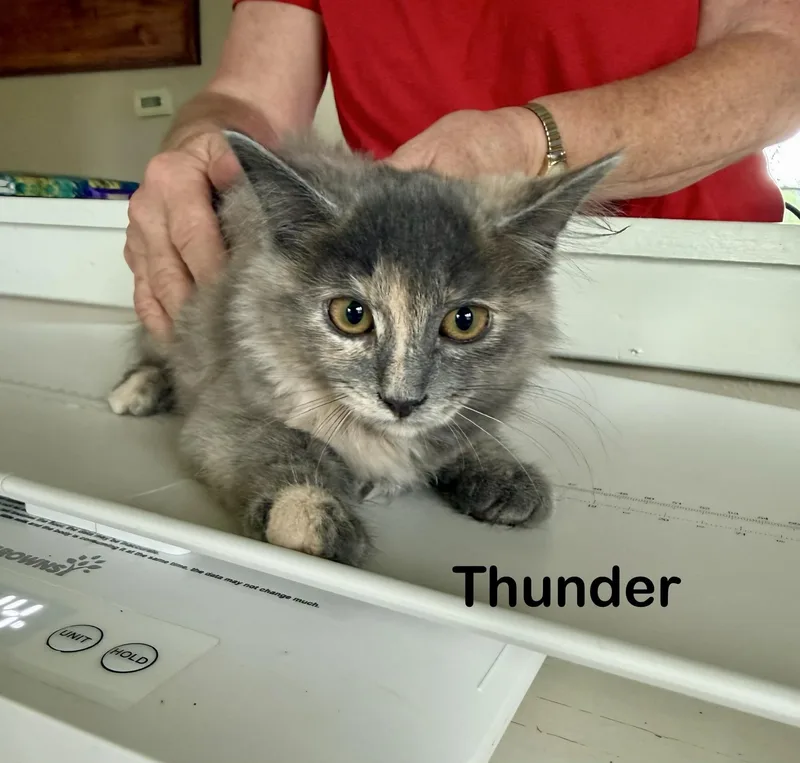A baby medium-sized female Dilute Tortoiseshell cat named Thunder for adoption in Greensburg, PA