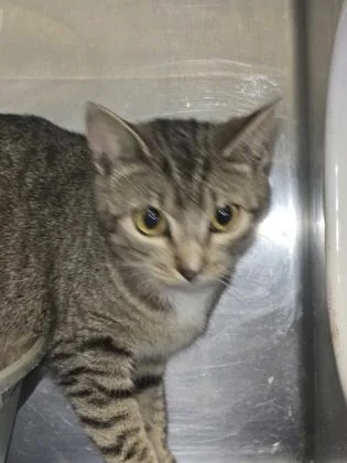 An adult medium-sized female Domestic Short Hair cat named Andrea for adoption in Gainesville, FL