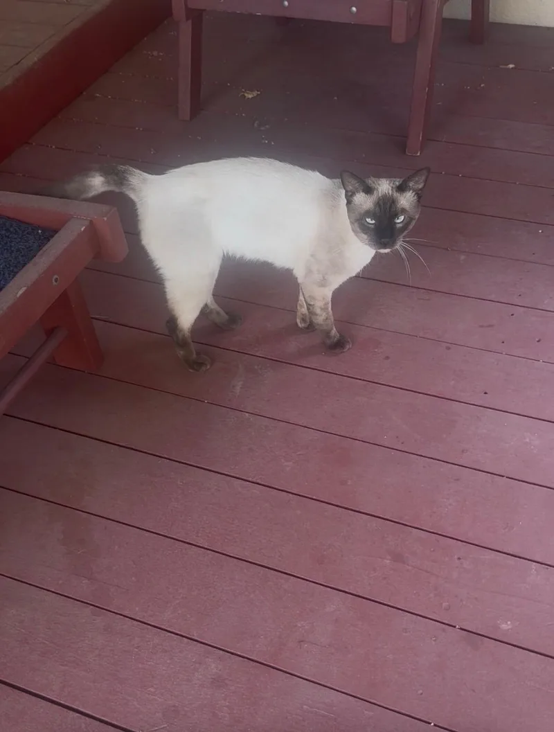 An adult medium-sized male Siamese cat named Mr. Mochi for adoption in Elk Grove, CA