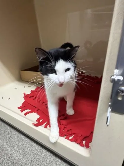 An adult medium-sized female Domestic Short Hair cat named Marina for adoption in Pequot Lakes, MN