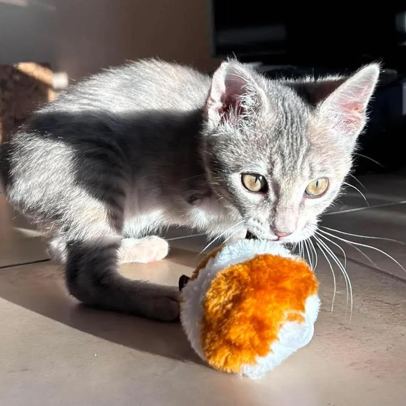 A baby small-sized female Gray / Blue / Silver Domestic Short Hair cat named Reina for adoption in Hemet, CA