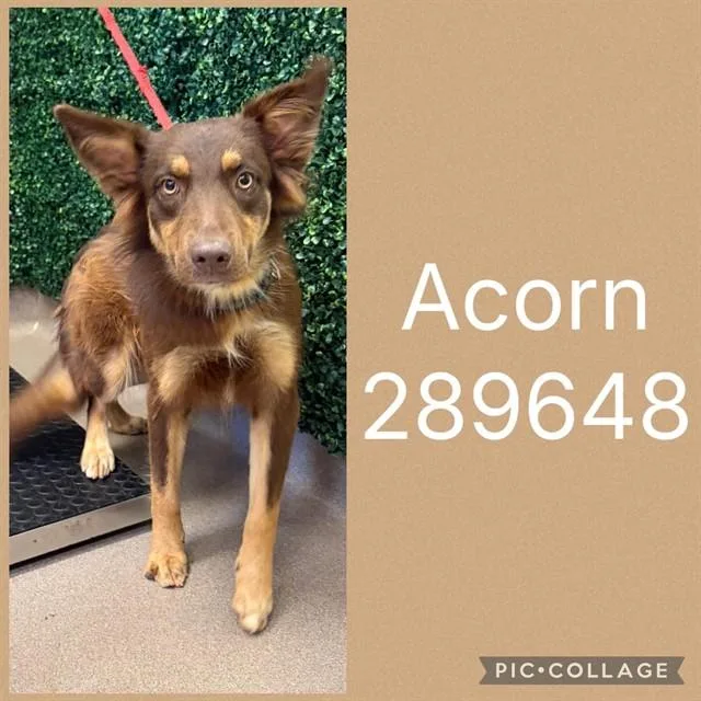 A young medium-sized male Border Collie dog named Acorn for adoption in Macon, GA