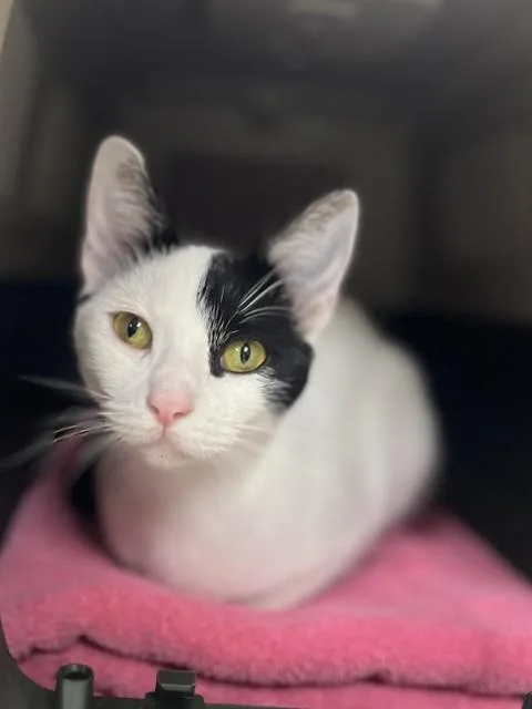 A young small-sized female Domestic Short Hair cat named Bo Peep for adoption in Aliquippa, PA