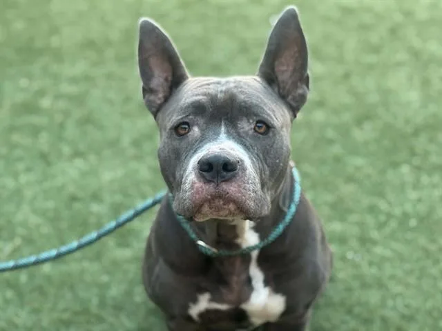 An adult medium-sized female Mixed Breed dog named Lady for adoption in Dallas, TX