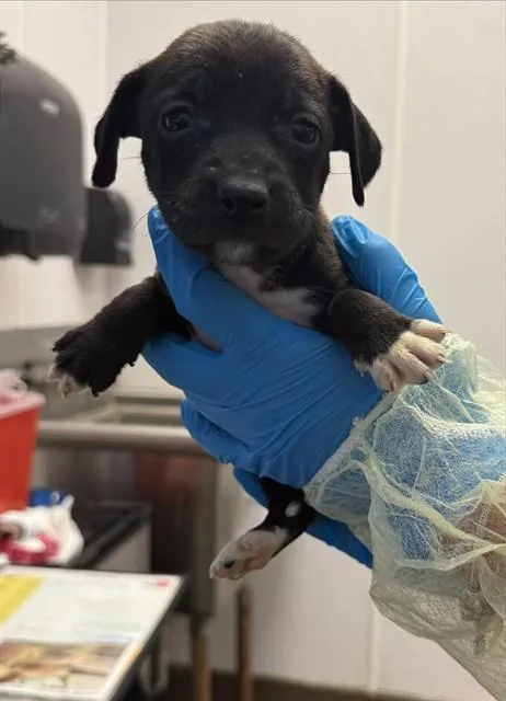 A baby small-sized male German Shepherd Dog dog named Dopey for adoption in Tucson, AZ