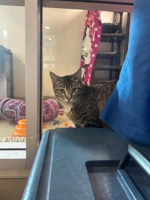 Crabcake thumbnail 2