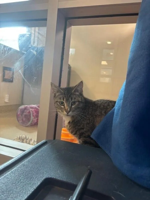 Crabcake thumbnail 3