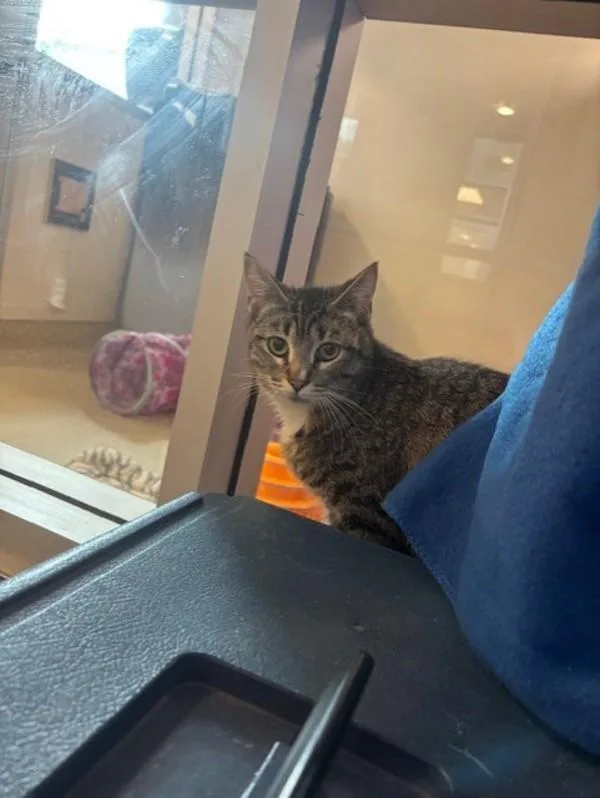 Crabcake thumbnail 4