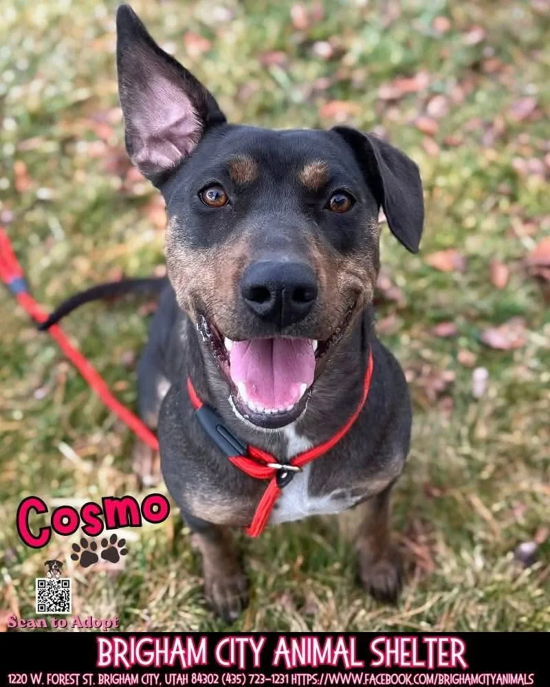 An adult medium-sized female Bicolor Pit Bull Terrier dog named Cosmo for adoption in Brigham City, UT