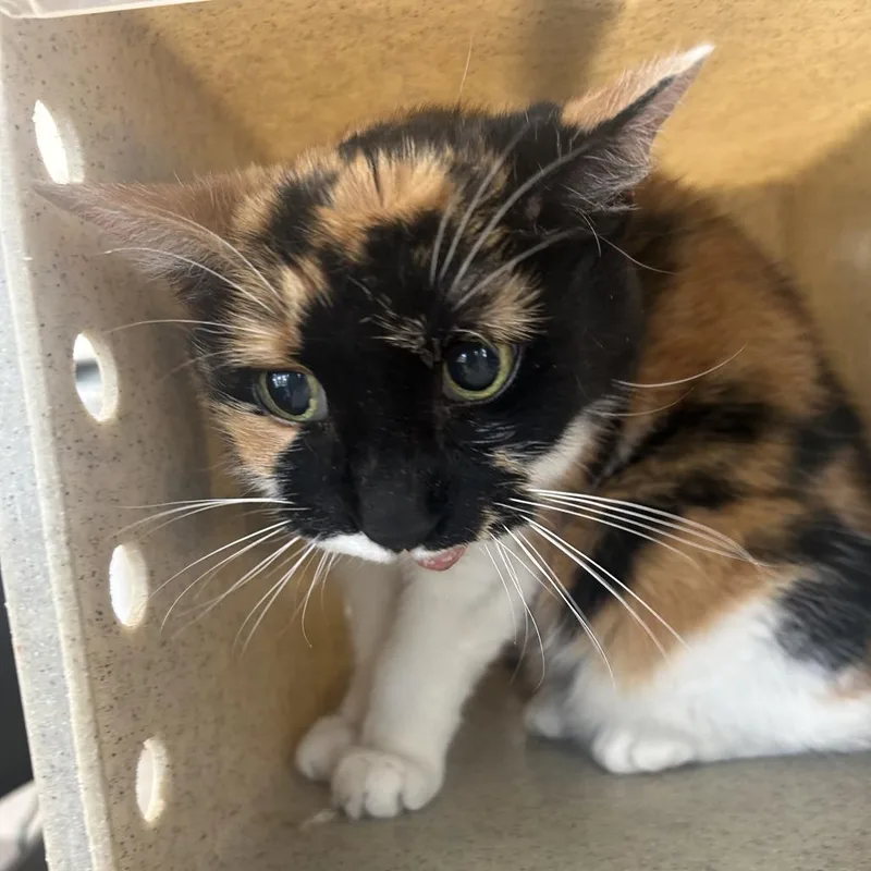 A senior small-sized female Torbie Domestic Short Hair cat named Trinity for adoption in Philadelphia, PA