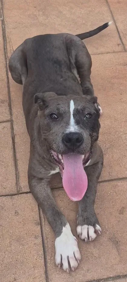 An adult medium-sized male Terrier dog named Breaux for adoption in Shreveport, LA