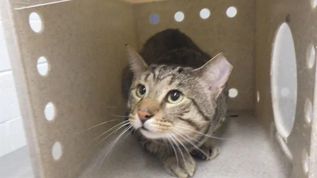 A young medium-sized male Domestic Short Hair cat named Twinings for adoption in Augusta, GA