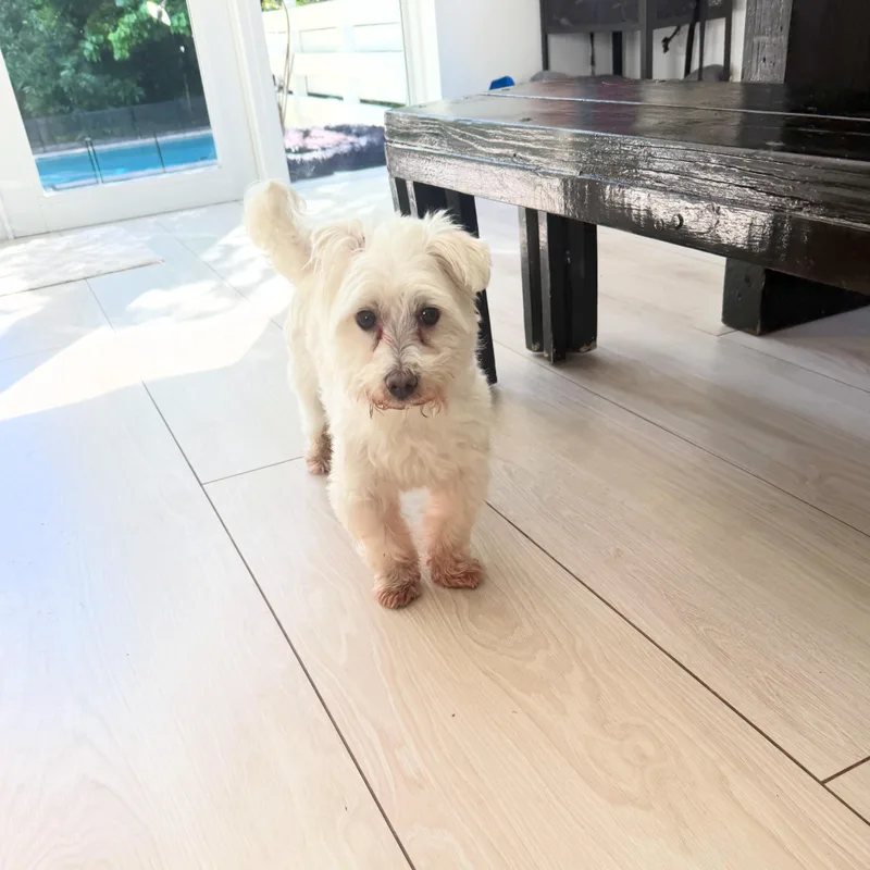 An adult small-sized male Maltese dog named Diego for adoption in Miami, FL