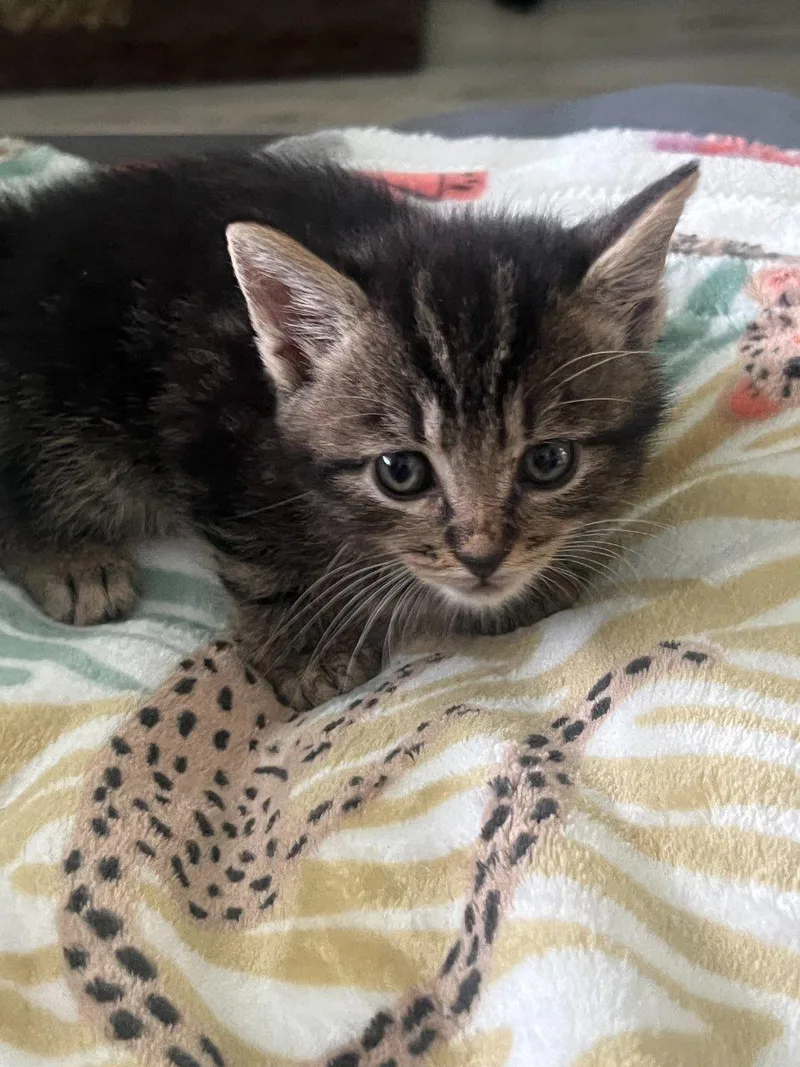 A baby small-sized female Tabby (Brown / Chocolate) Domestic Short Hair cat named Allie for adoption in Raleigh, NC