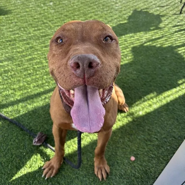 An adult large-sized male Pit Bull Terrier dog named Smiley for adoption in Phoenix, AZ