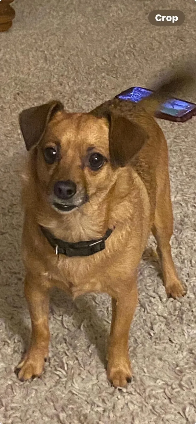 An adult small-sized male Chihuahua dog named Snickers for adoption in Panama City, FL