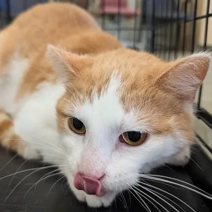 An adult medium-sized male Orange & White Domestic Short Hair cat named Albert for adoption in Dubuque, IA