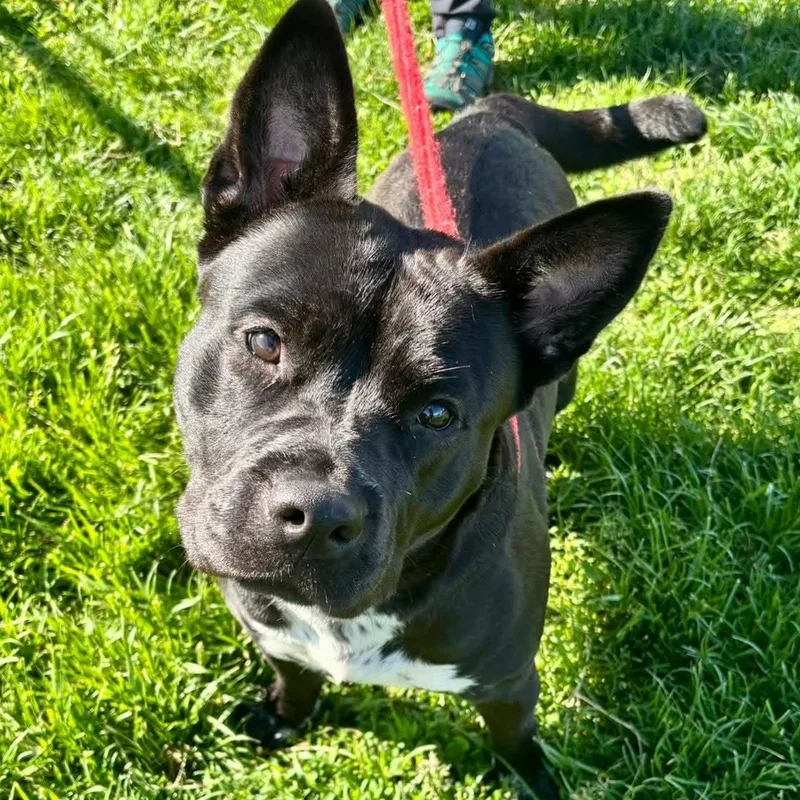 A young medium-sized female Akita dog named Katya for adoption in North Syracuse, NY