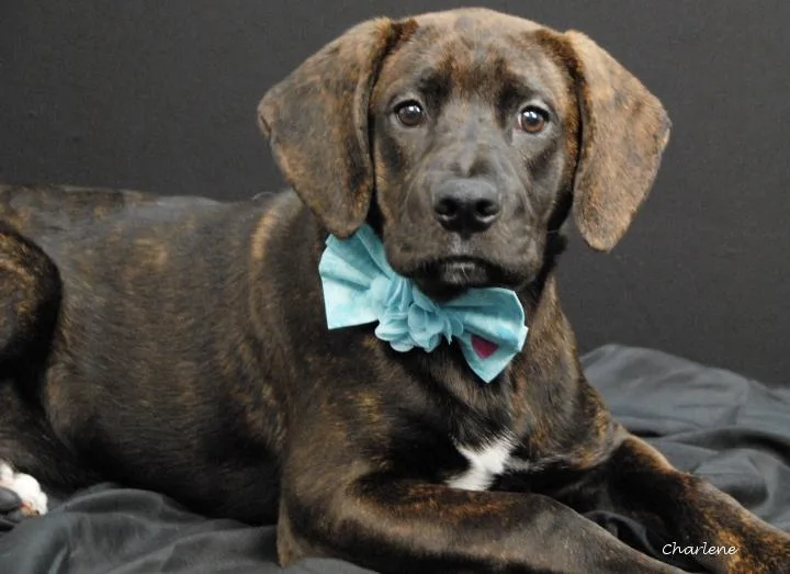 A young medium-sized female White / Cream Plott Hound dog named Honor for adoption in Newland, NC
