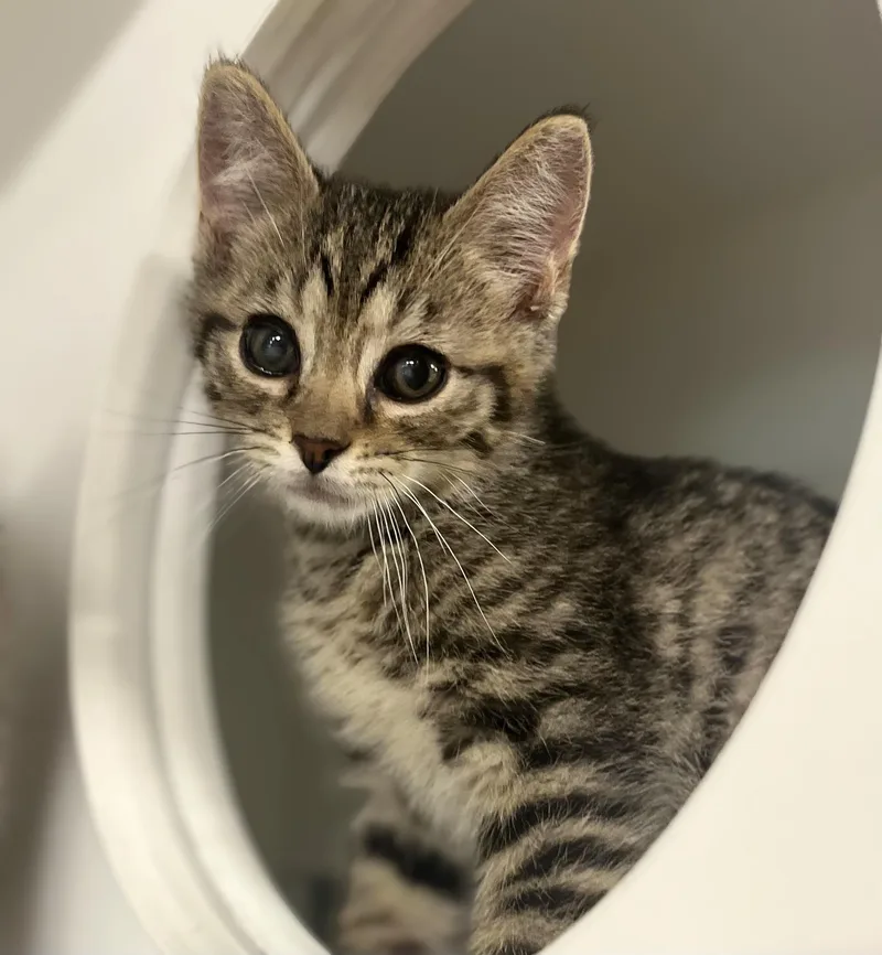 A baby medium-sized male Tabby (Brown / Chocolate) Domestic Short Hair cat named Mickey for adoption in Seville, OH