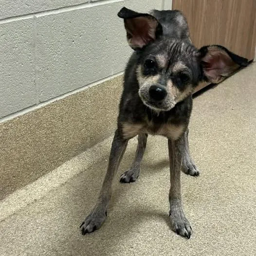 An adult small-sized female Terrier dog named Annie for adoption in Bristol, IN
