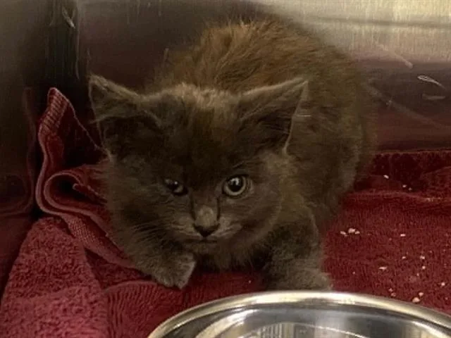 A baby small-sized male Domestic Short Hair cat named Jean Bob for adoption in Tustin, CA