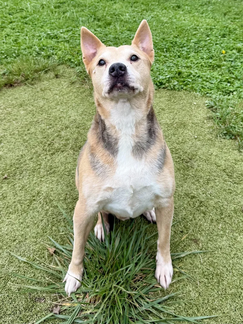 A senior large-sized male Apricot / Beige Mixed Breed dog named Rusty for adoption in Wooster, OH