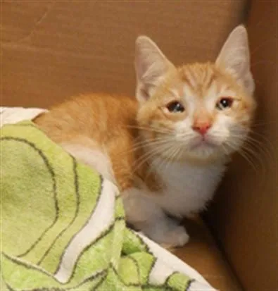 A baby small-sized female Domestic Short Hair cat named Ginger for adoption in San Jose, CA