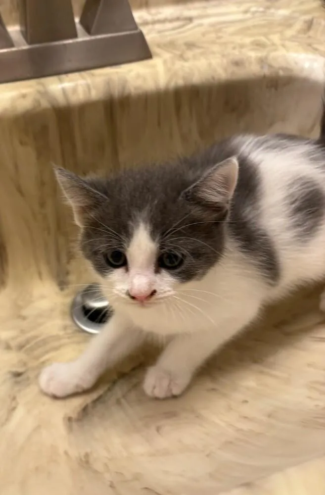 A baby small-sized female Gray & White Domestic Short Hair cat named Bea for adoption in Mooresville, NC