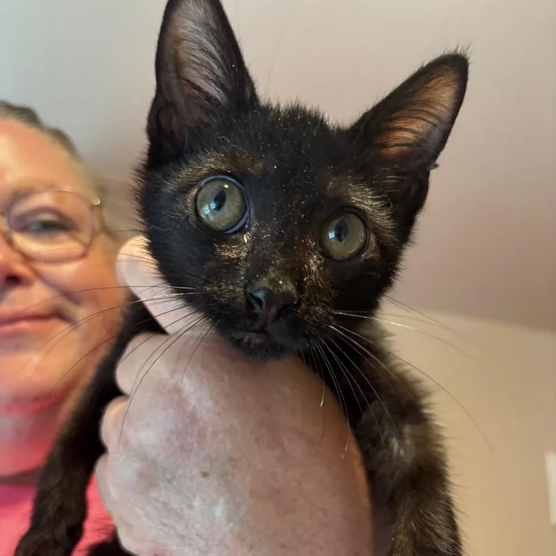 A baby small-sized male Black Domestic Short Hair cat named Oscar Madison for adoption in Woodbury, NJ