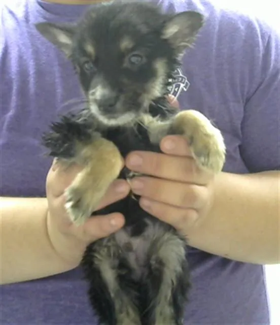 A baby small-sized female German Shepherd Dog dog named A for adoption in Pasadena, TX