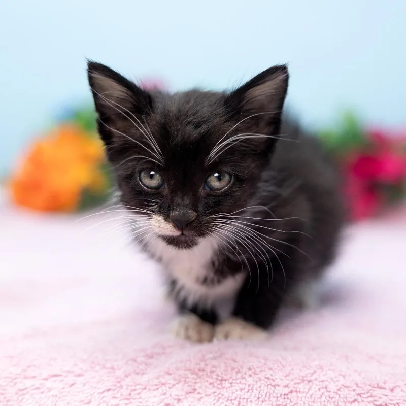 A baby small-sized female Black Domestic Short Hair cat named Telemundita for adoption in Durham, NC