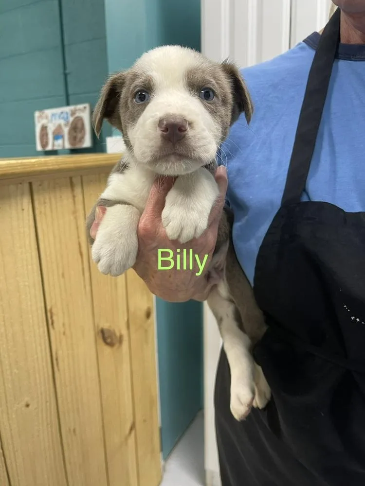 A baby small-sized male Pit Bull Terrier dog named Billy for adoption in Chattanooga, TN