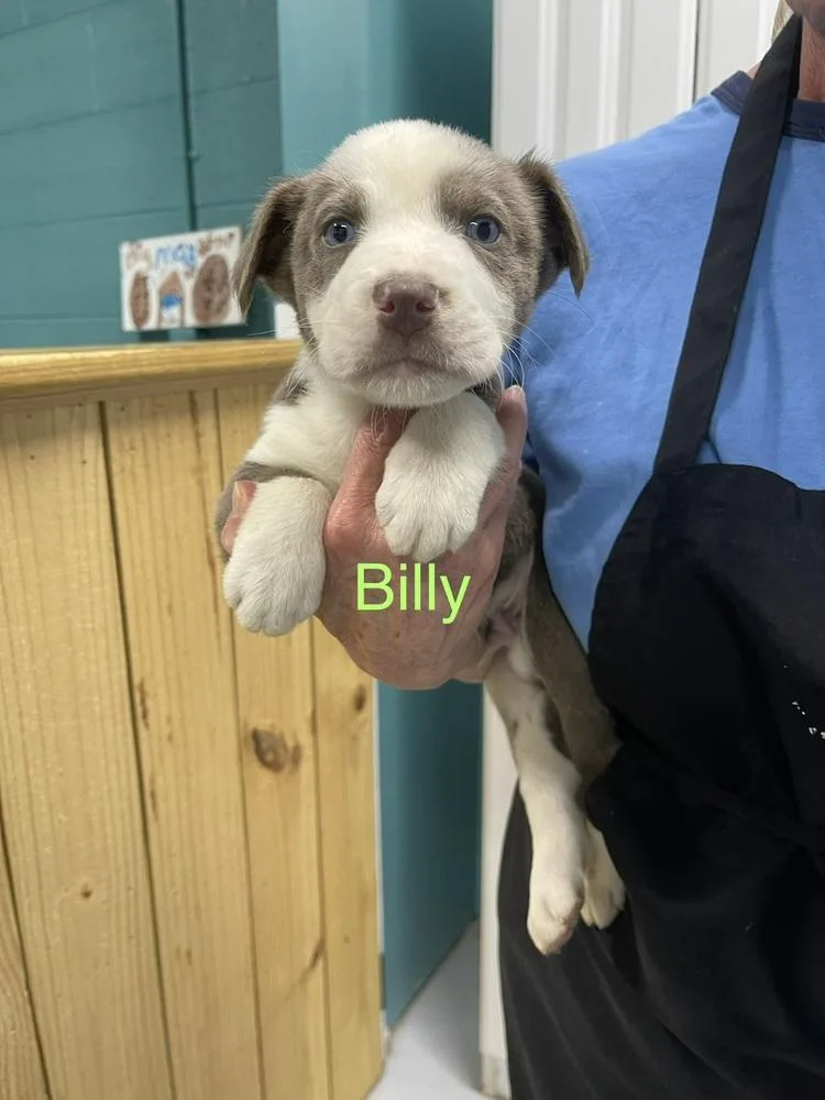 Billy thumbnail 2