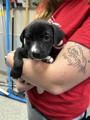 A young large-sized male Labrador Retriever dog named Achilles for adoption in Kansas City, MO