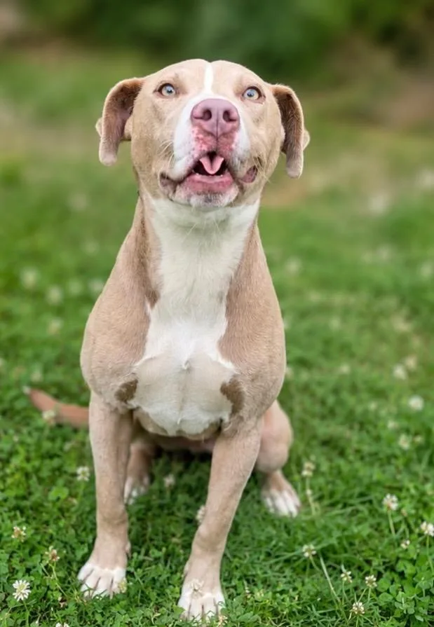 A young medium-sized female Pit Bull Terrier dog named Diamond Grace for adoption in Russellville, KY
