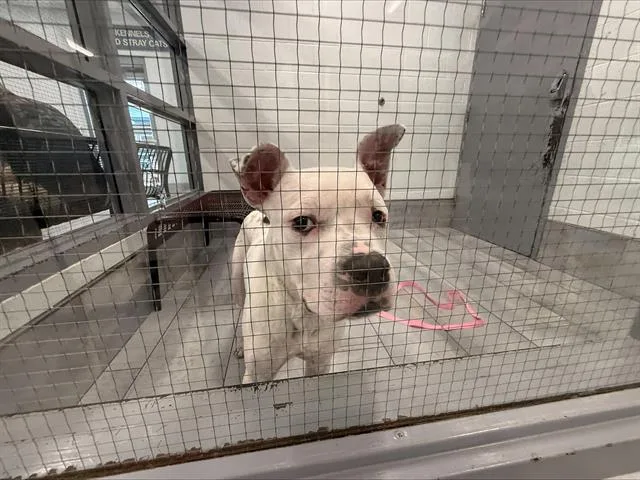 A young large-sized male Pit Bull Terrier dog named A for adoption in Charlotte, NC