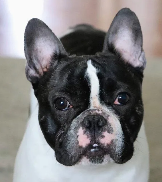A young medium-sized male French Bulldog dog named Oreo for adoption in Chambersburg, PA