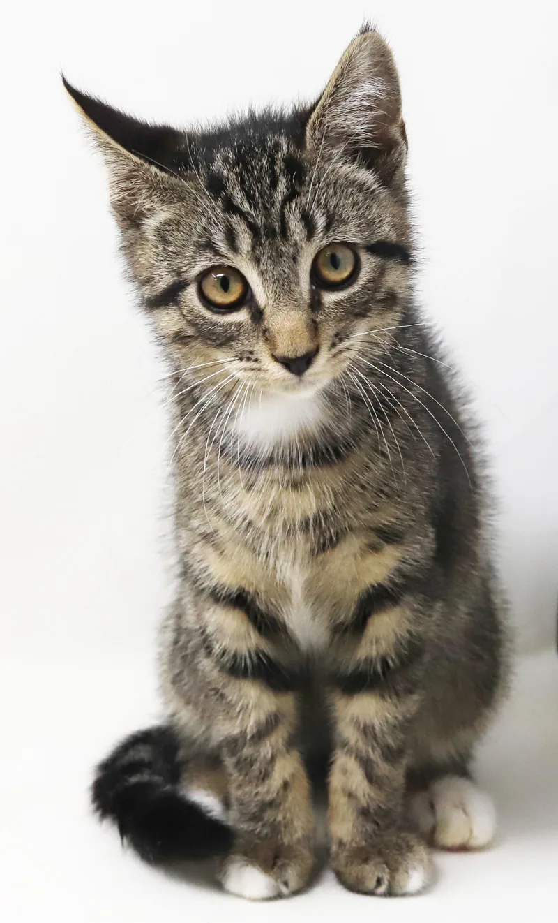 A baby small-sized male Tabby (Brown / Chocolate) Tabby cat named Matey possibly bonded for adoption in Bedford Hills, NY