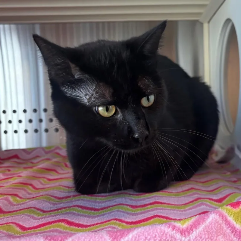 A young large-sized male Black Domestic Short Hair cat named Motley Crouton for adoption in Norman, OK