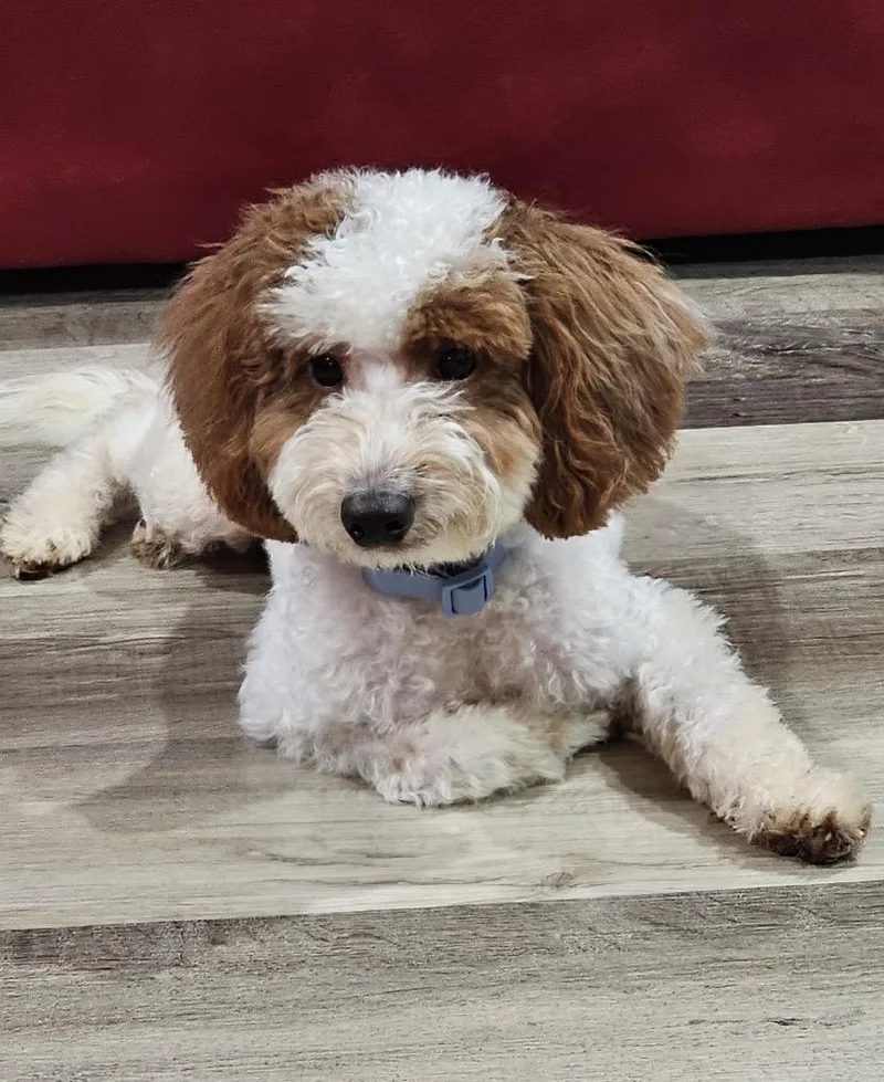 A baby small-sized male Miniature Poodle dog named Vedo for adoption in Philadelphia, PA