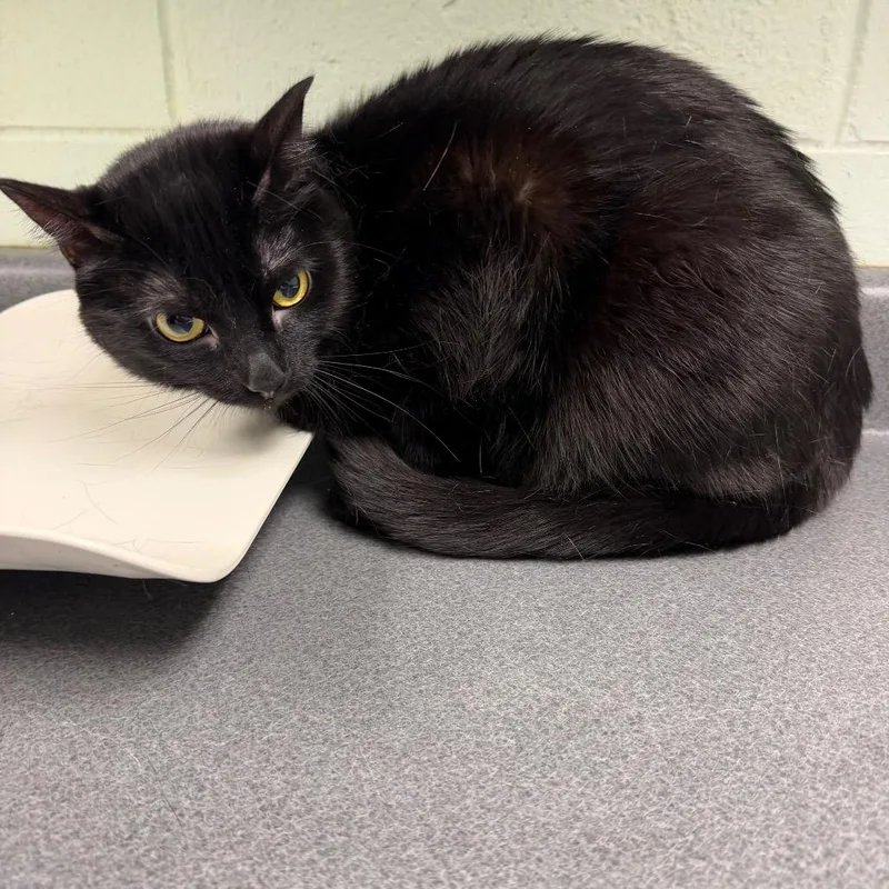 An adult large-sized female Black Domestic Short Hair cat named Gracie for adoption in Waukesha, WI