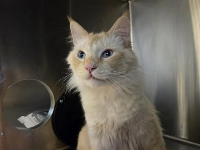 An adult large-sized male Domestic Medium Hair cat named Frank for adoption in Martinez, CA