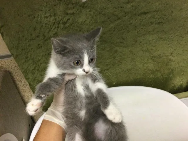 A baby small-sized female Domestic Short Hair cat named Palmer for adoption in Riverside, CA
