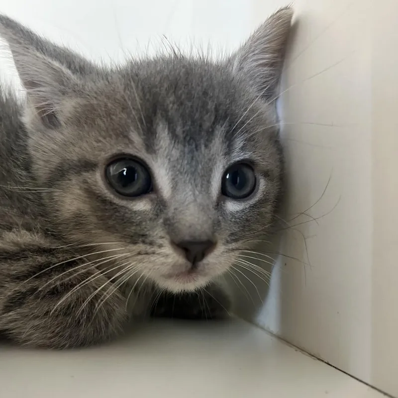 A baby small-sized male Gray / Blue / Silver Domestic Short Hair cat named Michael Kaufmann for adoption in Uniontown, PA