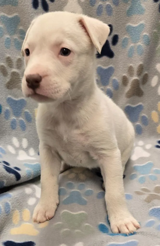 A baby large-sized female Pit Bull Terrier dog named Marshmallow for adoption in Murphysboro, IL