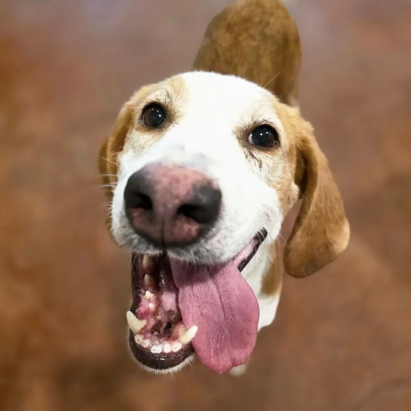 An adult medium-sized male White / Cream American Foxhound dog named Tru for adoption in Glenfield, NY